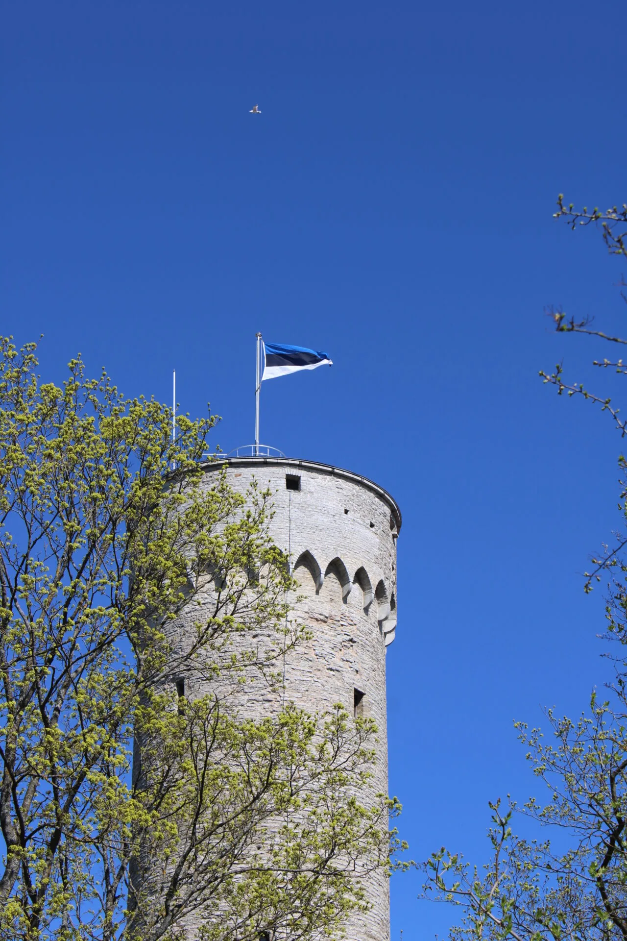 Der lange Hermann in Tallinn